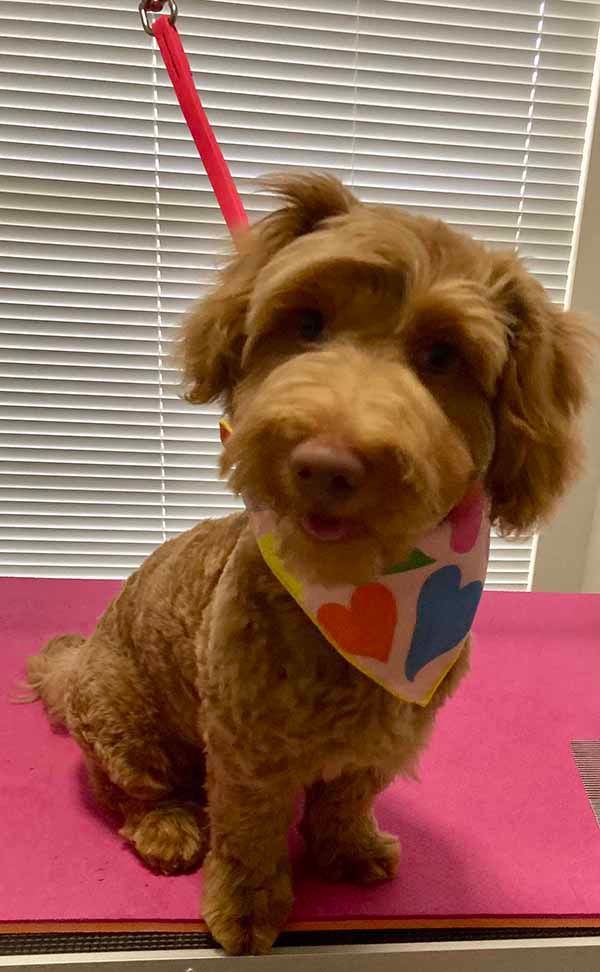 A small brown dog wearing a bandana and a leash is sitting on a pink table.