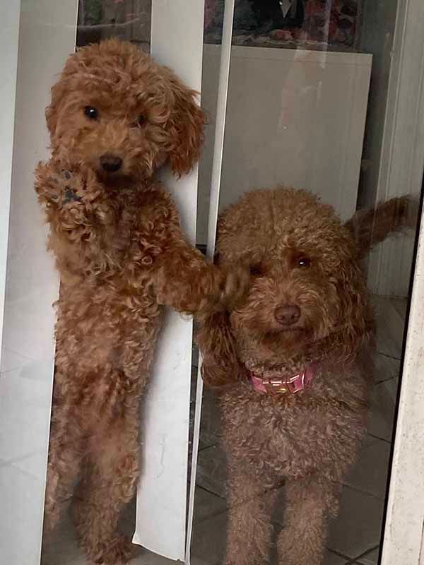 Two brown poodles are standing next to each other in a doorway.