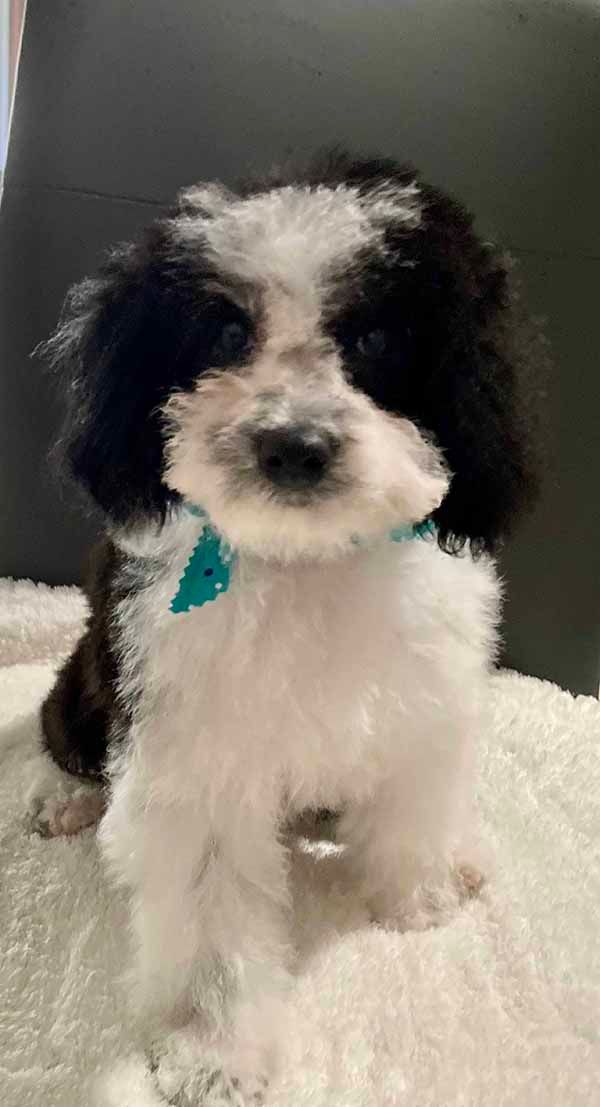 A black and white puppy with a blue bow tie is sitting on a blanket.
