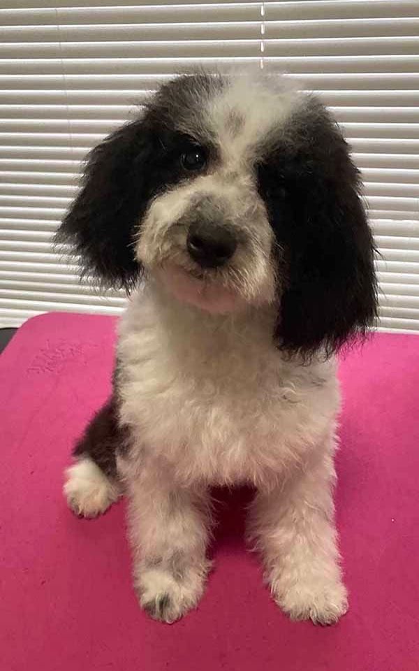 A black and white puppy is sitting on a pink blanket.