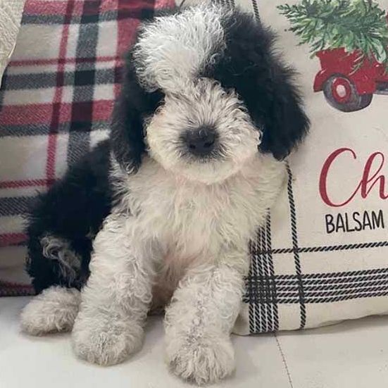 A black and white puppy is sitting next to a christmas pillow.
