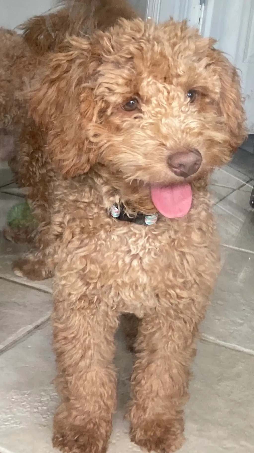 A brown poodle is standing on a tiled floor with its tongue hanging out.