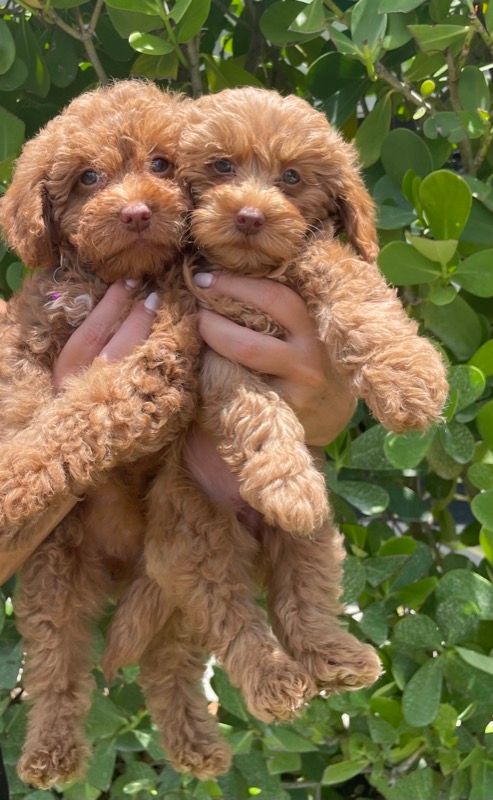 A person is holding two small brown puppies in their hands.