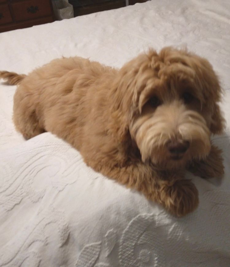 A small brown dog is laying on a bed