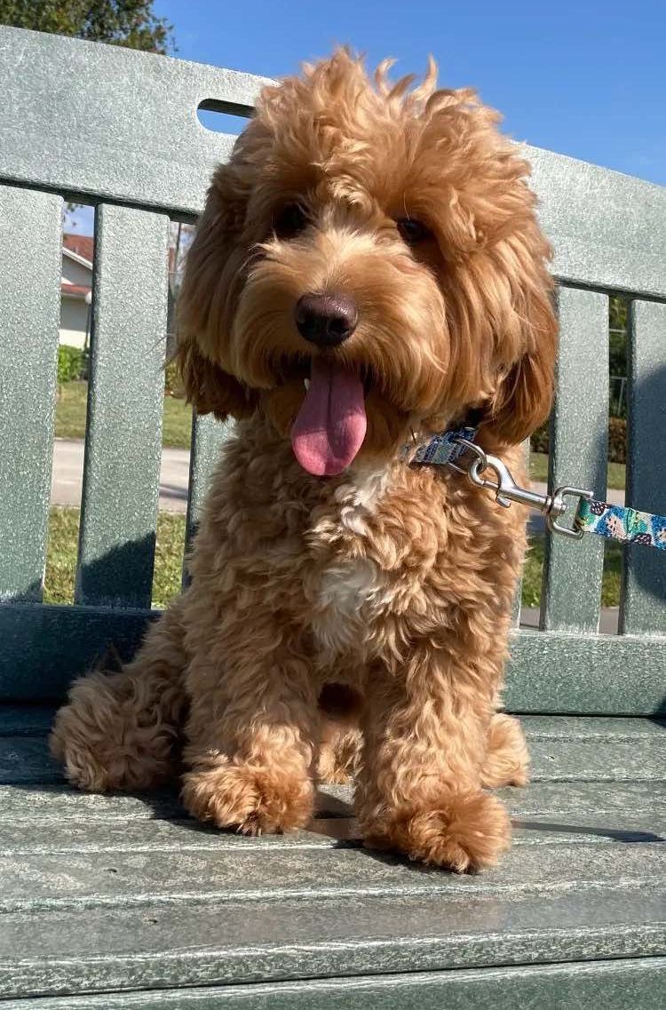 A small brown dog is sitting on a green bench with its tongue hanging out.