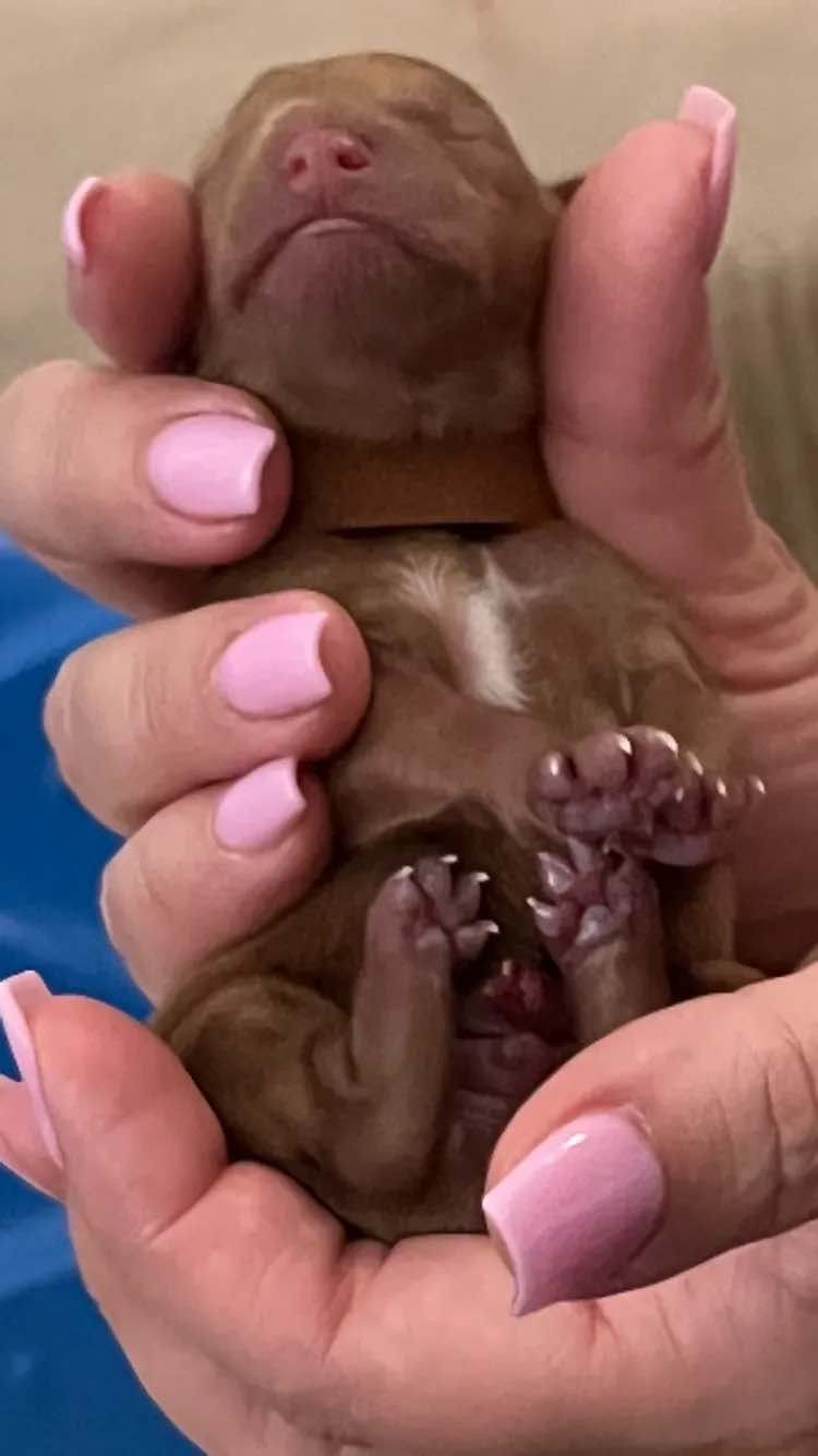 A person with pink nails is holding a small brown puppy in their hands.