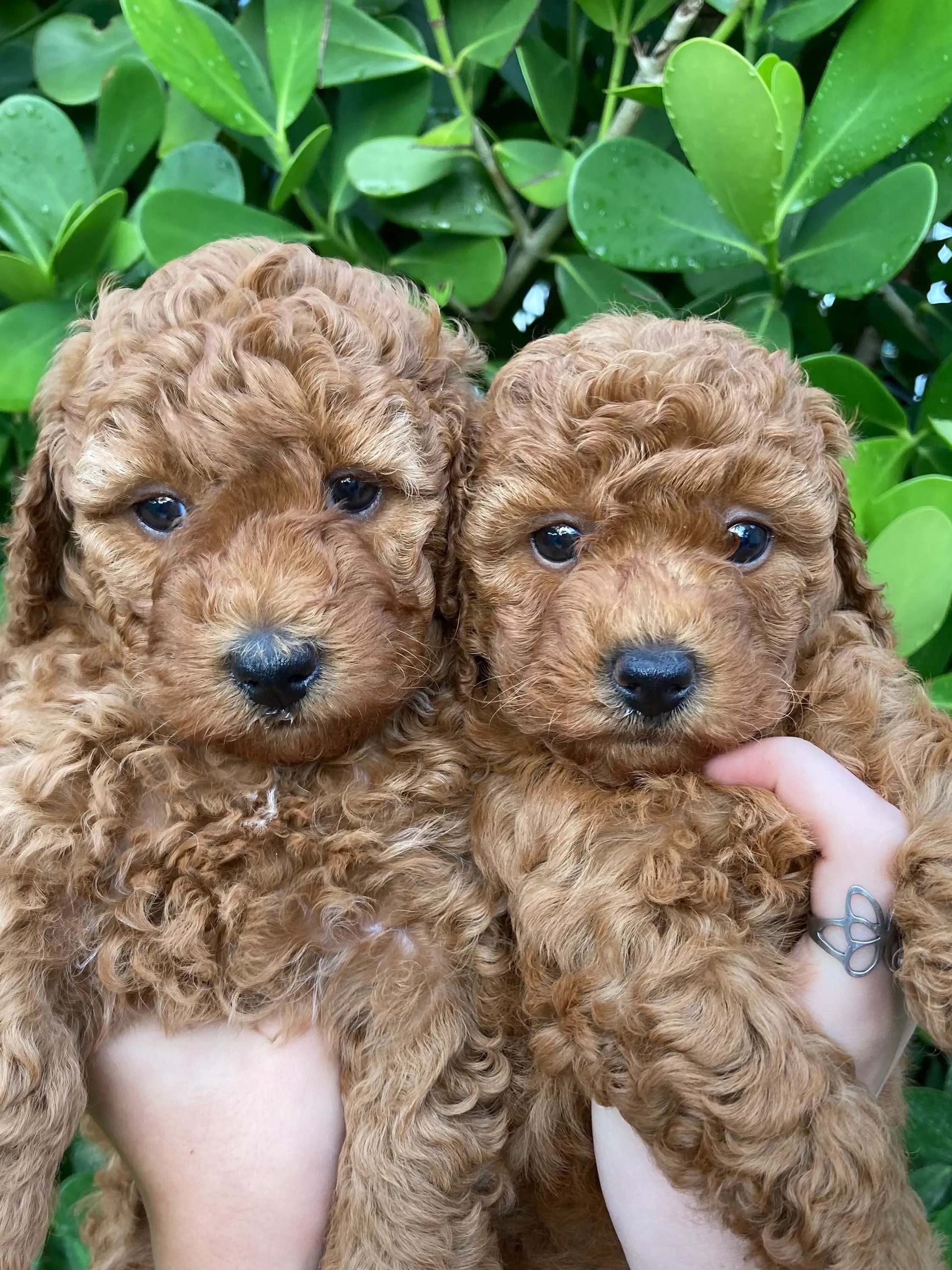 A person is holding two small brown puppies in their hands.