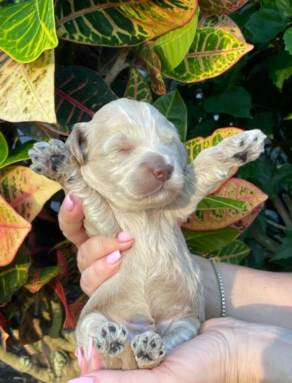 A person is holding a small puppy in their hands.