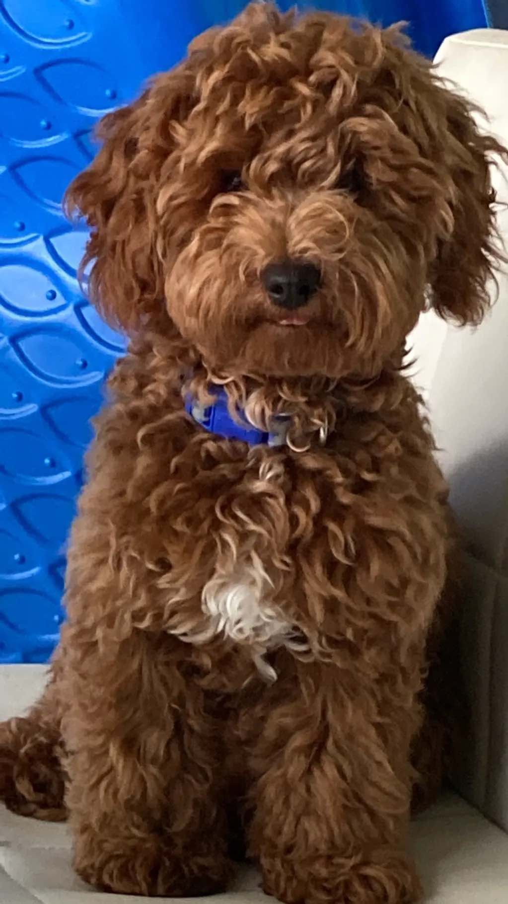 A small brown dog with a blue collar is sitting on a couch.
