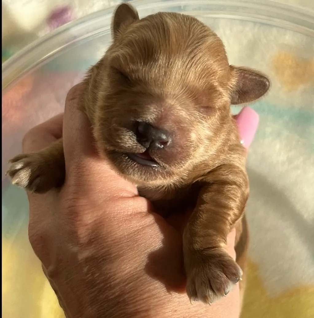 A person is holding a small brown puppy with its eyes closed