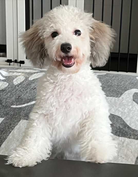 A small white dog with brown ears is sitting on a rug.