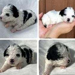A person is holding a black and white puppy in their hand