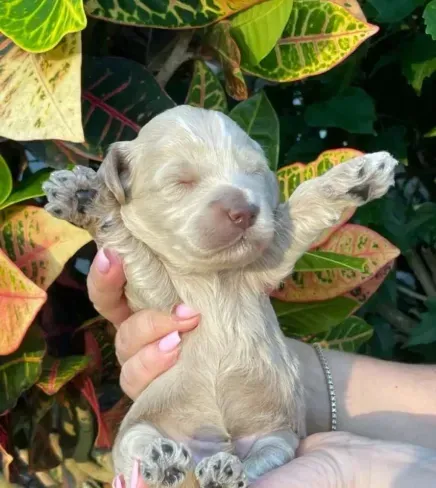 A person is holding a small puppy in their hands