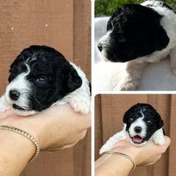 A person is holding a black and white puppy in their hands.