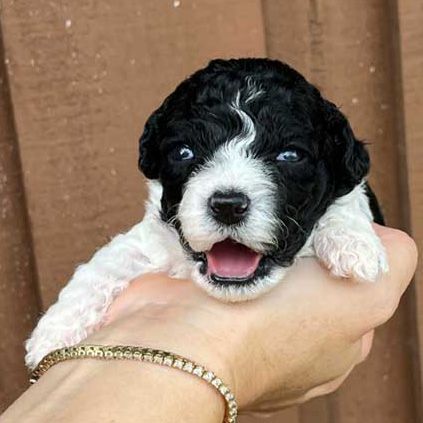 A person is holding a black and white puppy in their hand.