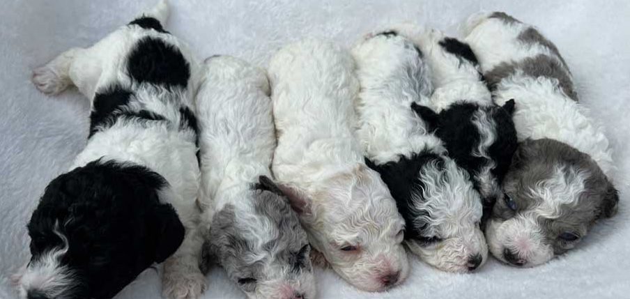 A group of black and white puppies laying next to each other on a white blanket.