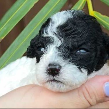 A black and white puppy is being held in a person 's hand.