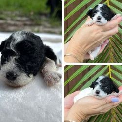A black and white puppy is being held in a person 's hand.
