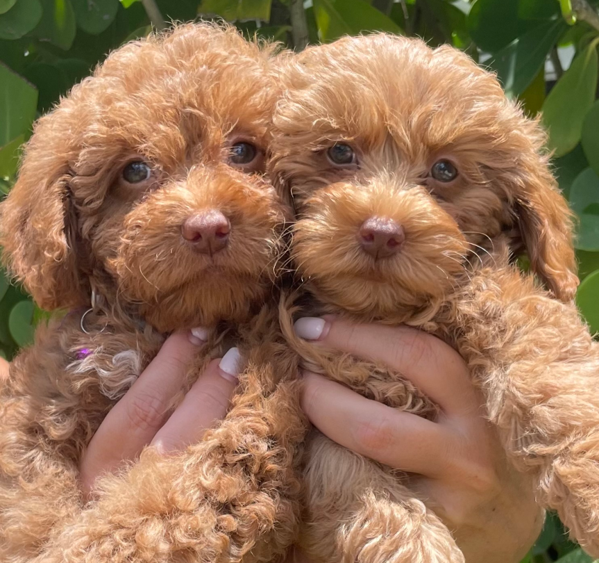 A person is holding two brown puppies in their hands
