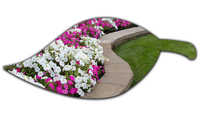 Pink and White Petunias on the Flower Bed — Baldwinsville, NY — Shute Landscaping