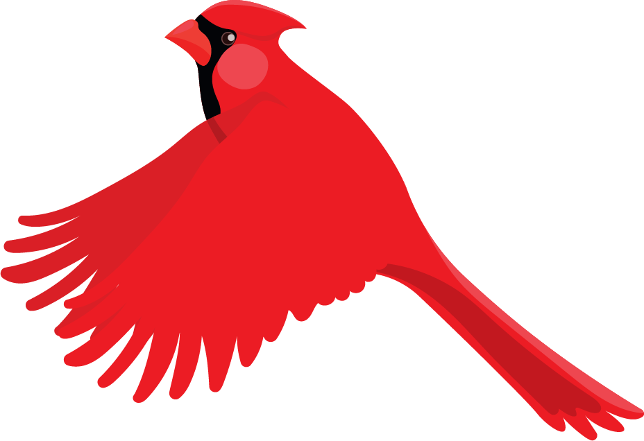 Red cardinal bird in flight, wings spread wide.