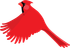 Red cardinal bird in flight, wings spread wide.