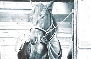 A horse wearing a blanket and a halter, tethered by a chain in a stable.