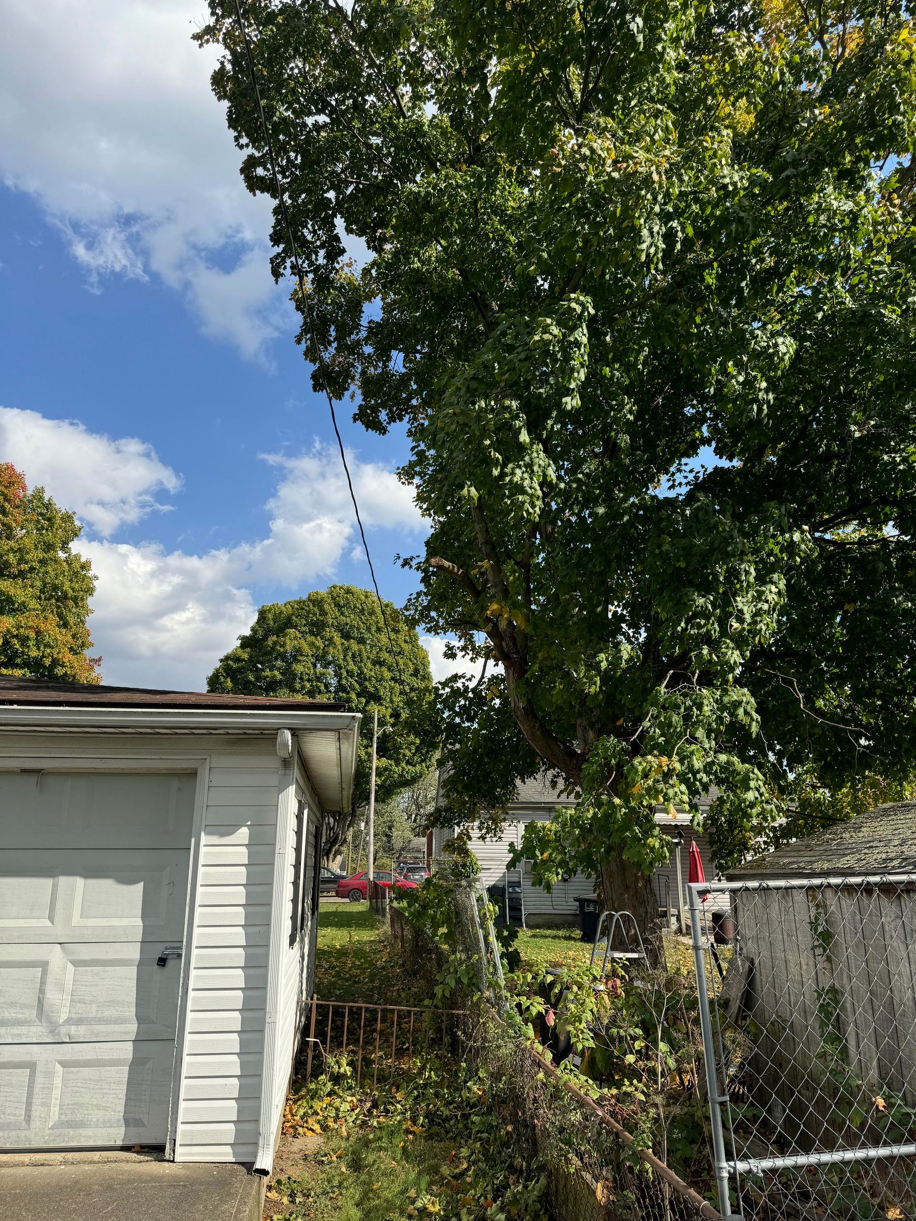 Tree Services | TC Tree Services LLC
