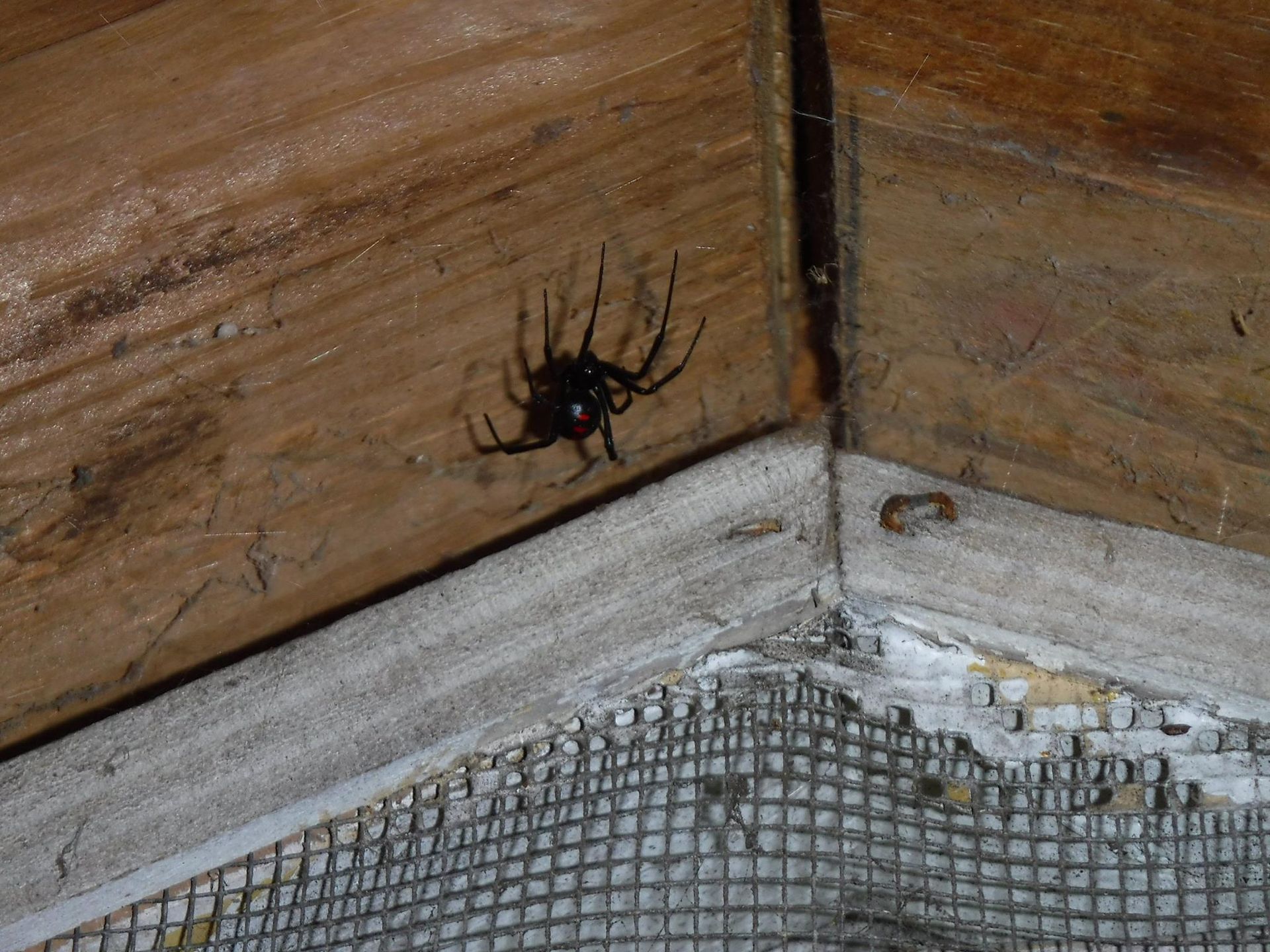 Dark spider on a wooden beam in a corner, next to a mesh screen.