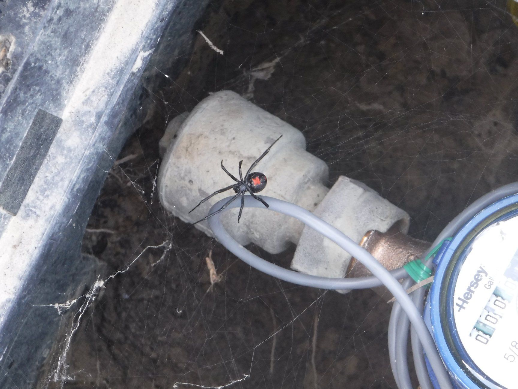 Black widow spider with red hourglass marking on an outdoor water meter.