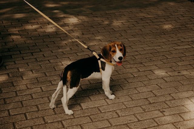 A leashed Beagle walking on a bricked walkway
