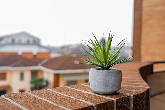 Green plant on a gray pot in the brick edge of a balcony