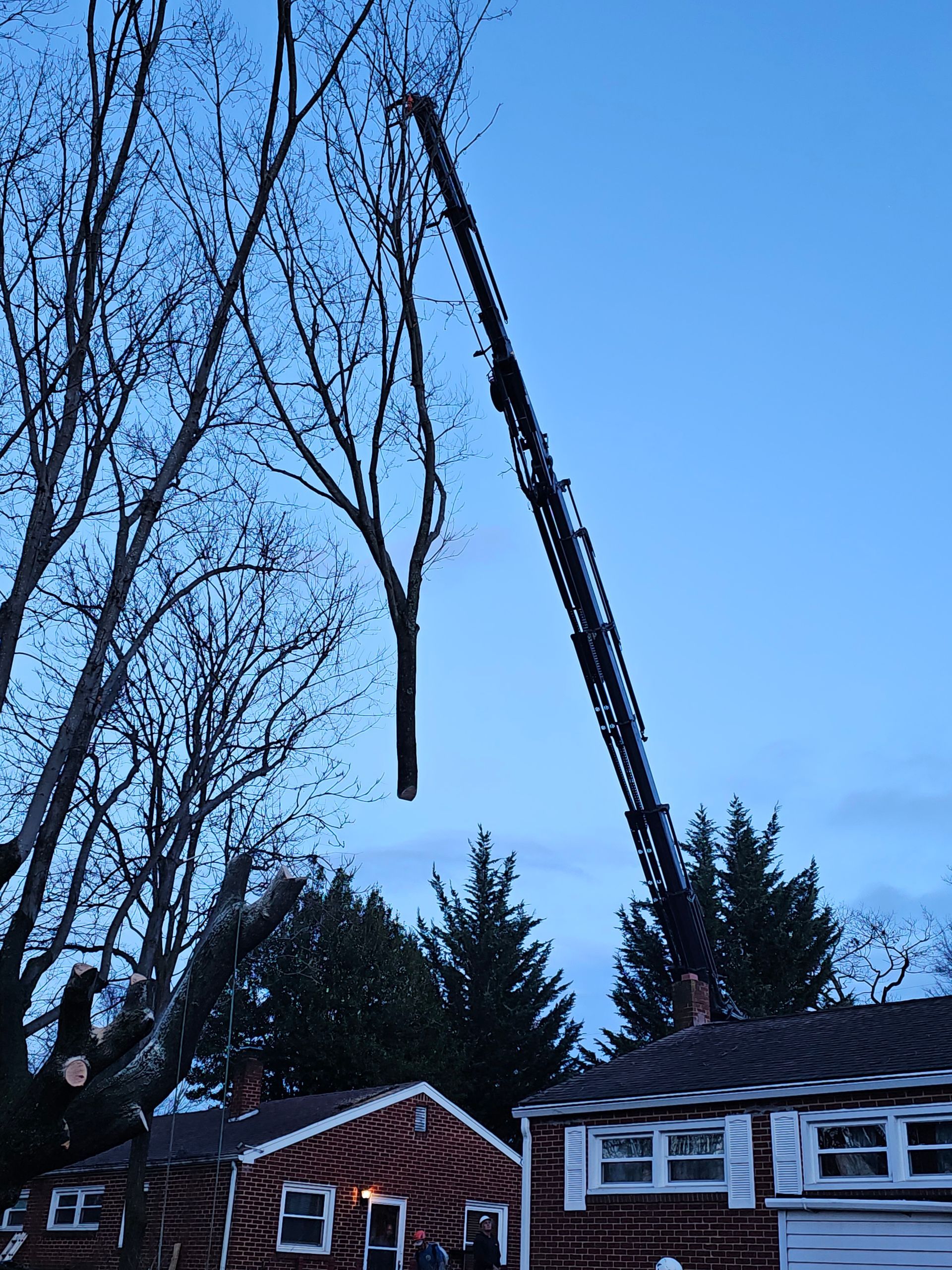 Worker Cutting the Tree | Roanoke, VA | Jay's Tree Service