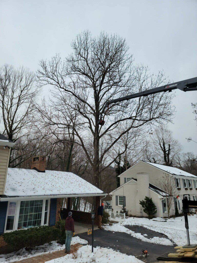 Tree Trimming Roanoke Va — Roanoke, VA — Jay's Tree Service