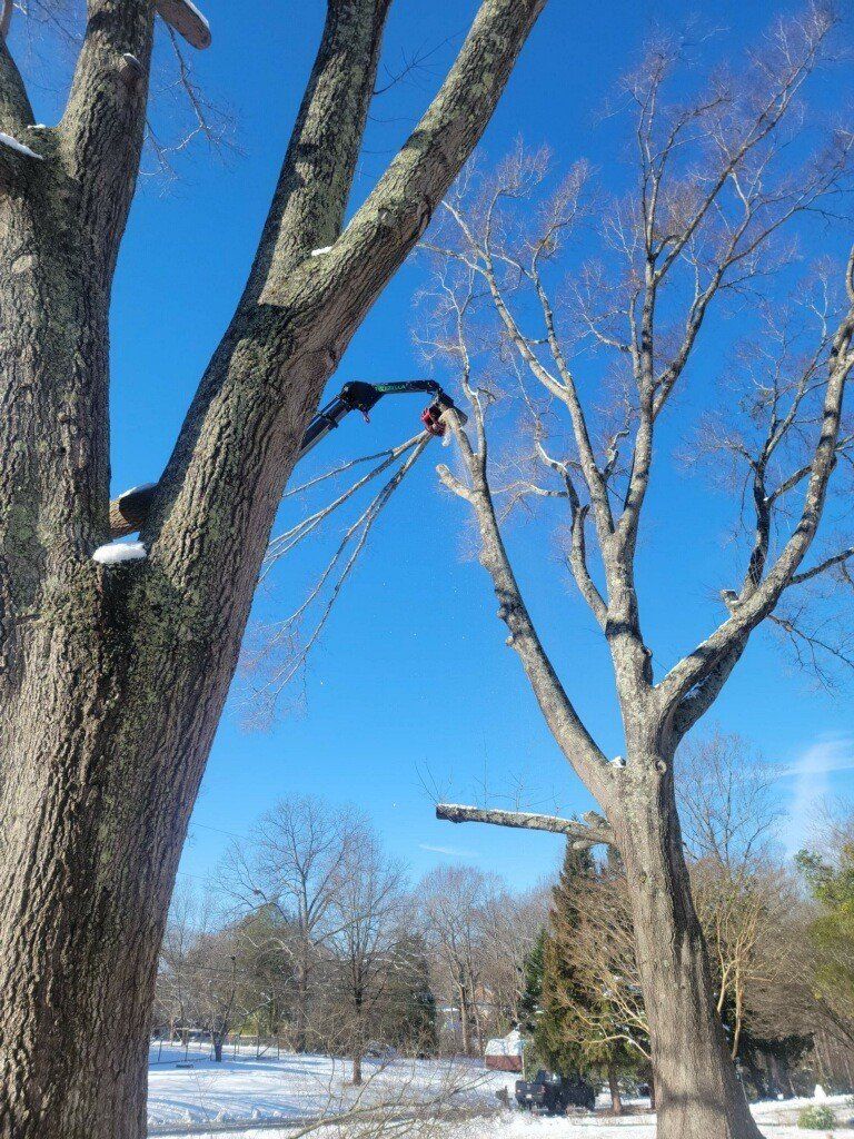 Tree Trimming Roanoke Va3 — Roanoke, VA — Jay's Tree Service