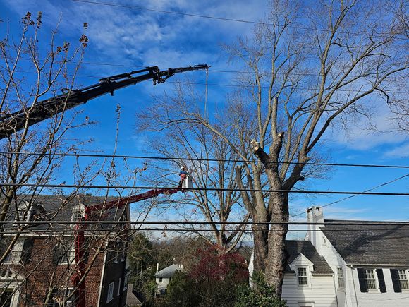 Man Cutting the Tree Branch | Roanoke, VA | Jay's Tree Service