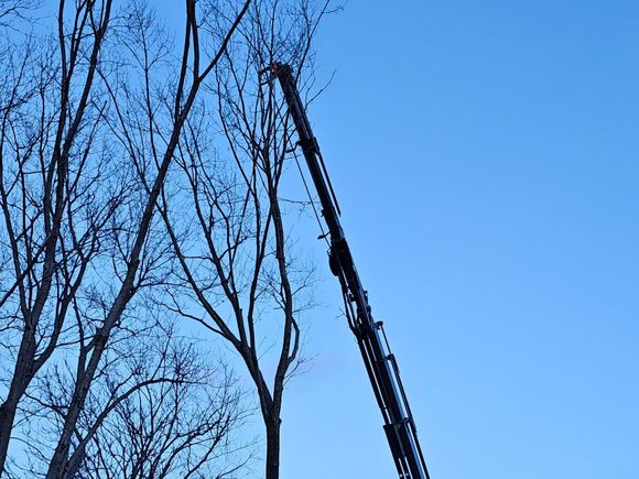 Tree Removal Service | Roanoke, VA | Jay's Tree Service