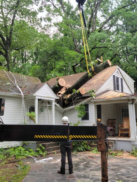 Tree Stump | Roanoke, VA | Jay's Tree Service