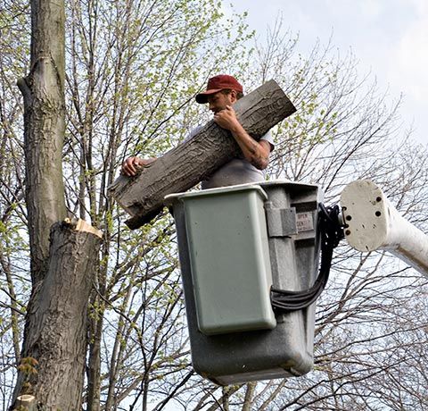 Man On a Crane Carrying Tree Log | Roanoke, VA | Jay's Tree Service