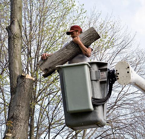 Tree Service and Shrub Care in Roanoke, VA - Bartlett