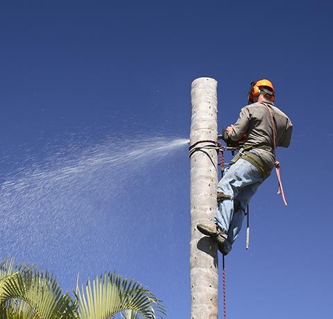 Baldwin Park Commercial Tree Services thumbnail