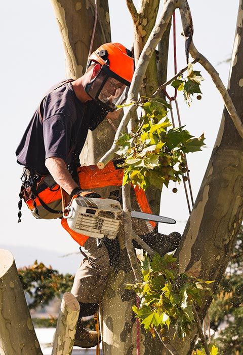 Worker Sawing Tree Branches | Roanoke, VA | Jay's Tree Service