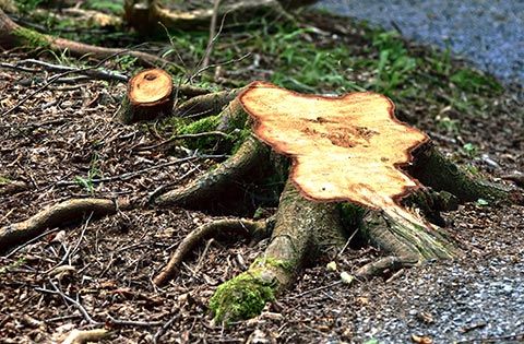 Tree Stump | Roanoke, VA | Jay's Tree Service