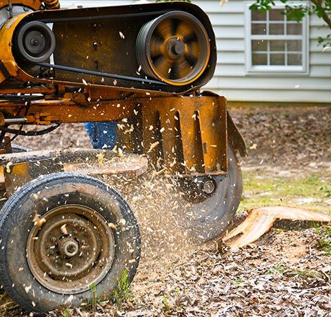 Stump Grinding | Roanoke, VA | Jay's Tree Service