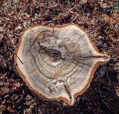 Top View of Tree Stump | Roanoke, VA | Jay's Tree Service
