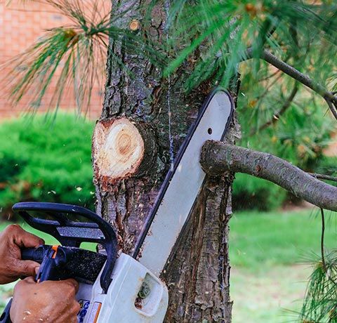 Cutting Tree Branches Using Chainsaw | Roanoke, VA | Jay's Tree Service