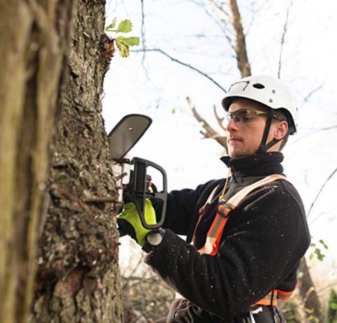 Tree Pruning | Roanoke, VA | Jay's Tree Service