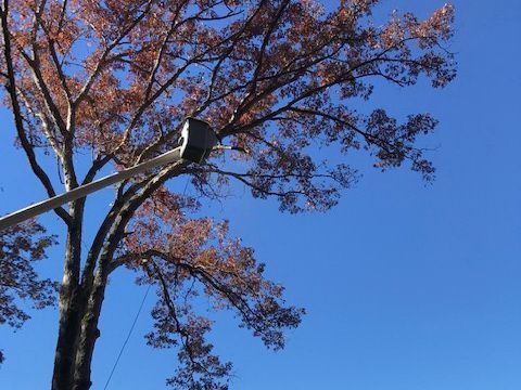 bucket truck tree trimming Asheville NC Woodfin Weaverville Mars Hill Marshall NC