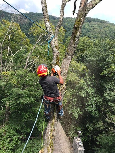 Affordable Tree Care of Asheville NC Tree Removal Cutting Service Weaverville, Woodfin, Mars Hill, Marshall North Carolina 