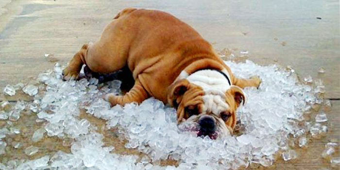 Dog laying in ice to cool down from the summer heat because he doesn't have air conditioning in Arkansas